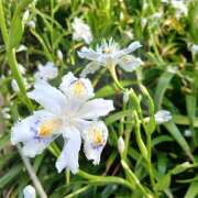 ヒメ日記 2025/08/05 22:25 投稿 Ｍaki(まき） AMATERAS(アマテラス)(福山)