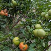 ヒメ日記 2025/08/08 13:41 投稿 Ｍaki(まき） AMATERAS(アマテラス)(福山)