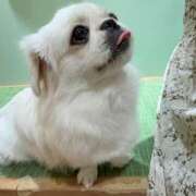 ヒメ日記 2026/02/11 19:03 投稿 えみ カワサキEROTIC（ソープランド）