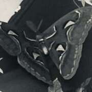 ヒメ日記 2025/08/20 15:54 投稿 逢月もなか(あいづきもなか) 五十路マダムエクスプレス厚木店(カサブランカグループ)