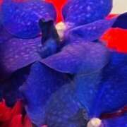 ヒメ日記 2026/03/16 21:32 投稿 逢月もなか(あいづきもなか) 五十路マダムエクスプレス厚木店(カサブランカグループ)