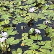 ヒメ日記 2026/03/21 03:30 投稿 逢月もなか(あいづきもなか) 五十路マダムエクスプレス厚木店(カサブランカグループ)