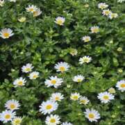 ヒメ日記 2025/09/11 10:02 投稿 ゆりな 茨城龍ヶ崎取手ちゃんこ