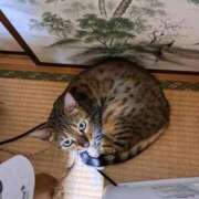 ヒメ日記 2025/11/22 16:22 投稿 もか 熟女の風俗最終章　越谷店