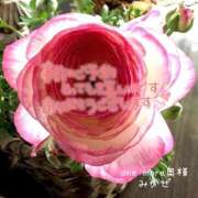 ヒメ日記 2026/01/21 21:21 投稿 みかぜ One More奥様　横浜関内店