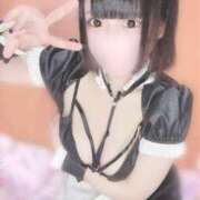 ちわわ 登校ー❣️ ウルトラドリーム