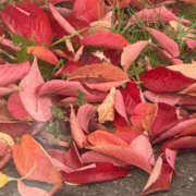 ヒメ日記 2025/11/07 09:39 投稿 青山 はな ミセス・レヴォアール～再会～