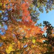 青山 はな 紅葉と神社の組み合わせ? ミセス・レヴォアール～再会～