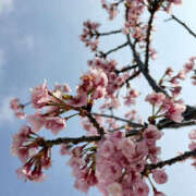 ヒメ日記 2026/04/01 10:10 投稿 青山 はな ミセス・レヴォアール～再会～