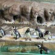 ヒメ日記 2026/04/14 10:39 投稿 青山 はな ミセス・レヴォアール～再会～