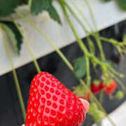 ヒメ日記 2026/04/22 10:13 投稿 青山 はな ミセス・レヴォアール～再会～