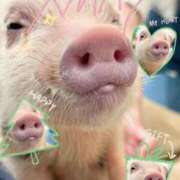 ヒメ日記 2025/12/16 19:22 投稿 ゆりあ あふたーすくーる本店