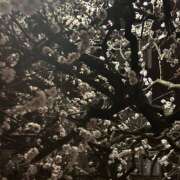 すう たいきん！ ∞ (はっち)