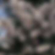 ヒメ日記 2025/12/07 14:35 投稿 わかな Minniy