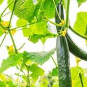 ヒメ日記 2025/08/07 21:19 投稿 みりあ セレブクエスト‐Kasukabe‐