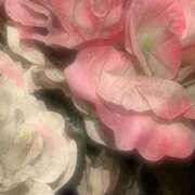 ヒメ日記 2026/03/18 03:24 投稿 みきな 京都BOOK MARK（ブックマーク）