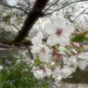 ヒメ日記 2026/04/09 20:08 投稿 みきな 京都BOOK MARK（ブックマーク）