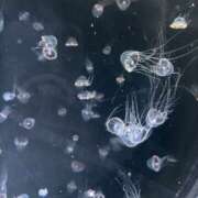 ヒメ日記 2026/03/10 21:02 投稿 ゆか Club S