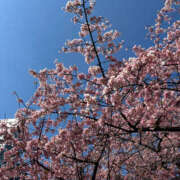 ヒメ日記 2026/03/13 08:58 投稿 花丘あおな 色気あるワイフ