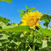 ヒメ日記 2025/08/07 21:39 投稿 高梨　ひな プルプル倶楽部 札幌すすきの店