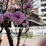 ヒメ日記 2026/03/22 10:59 投稿 そら 丸妻 厚木店