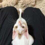 ヒメ日記 2025/11/06 18:54 投稿 ソラネ ピカソ