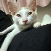 ヒメ日記 2025/11/07 00:17 投稿 ソラネ ピカソ