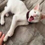 ヒメ日記 2025/11/30 01:22 投稿 ソラネ ピカソ