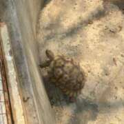 ヒメ日記 2026/01/27 17:00 投稿 マナ ピカソ