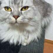 ミラ よぱ ピカソ