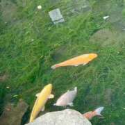 ヒメ日記 2025/09/04 20:27 投稿 みやこ One More奥様　町田相模原店