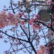 ヒメ日記 2025/03/14 20:09 投稿 愛内 みくる エテルナ京都