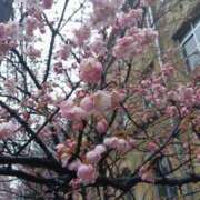 ヒメ日記 2025/03/16 20:04 投稿 愛内 みくる エテルナ京都