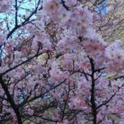 ヒメ日記 2025/03/18 18:04 投稿 愛内 みくる エテルナ京都