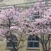 ヒメ日記 2025/03/20 18:10 投稿 愛内 みくる エテルナ京都