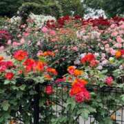 ヒメ日記 2025/10/17 16:51 投稿 きよか 池袋人妻城