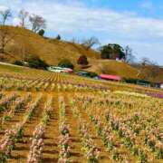 ヒメ日記 2026/02/22 16:12 投稿 きよか 池袋人妻城