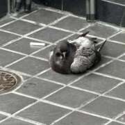 ヒメ日記 2025/10/06 13:28 投稿 ゆの ゴールドフィンガー