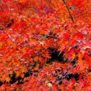 なほ【性感】 京都🍁 性感エステBianca豊中店