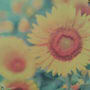 ヒメ日記 2025/08/26 18:08 投稿 まいか 素人妻御奉仕倶楽部Hip's松戸店