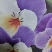 ヒメ日記 2025/11/15 17:09 投稿 まいか 素人妻御奉仕倶楽部Hip's松戸店