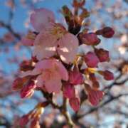 ヒメ日記 2026/03/05 13:11 投稿 まいか 素人妻御奉仕倶楽部Hip's松戸店