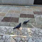 ヒメ日記 2026/04/18 21:09 投稿 まいか 素人妻御奉仕倶楽部Hip's松戸店