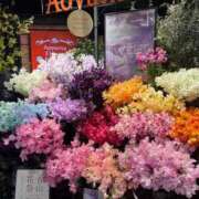 ヒメ日記 2026/01/18 10:31 投稿 千歳さおり 月の真珠-五反田-