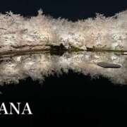 ヒメ日記 2025/12/28 10:59 投稿 なな パラダイス(泉大津)