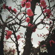 ヒメ日記 2026/03/11 12:39 投稿 なな パラダイス(泉大津)