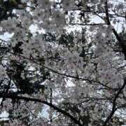 ヒメ日記 2026/04/08 09:49 投稿 なな パラダイス(泉大津)