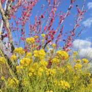 ヒメ日記 2026/04/13 11:19 投稿 なな パラダイス(泉大津)