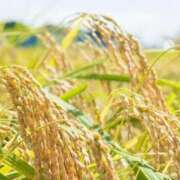 ヒメ日記 2025/09/12 15:05 投稿 るなん 奥様特急上越店