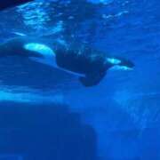 ヒメ日記 2026/02/06 16:55 投稿 るなん 奥様特急上越店